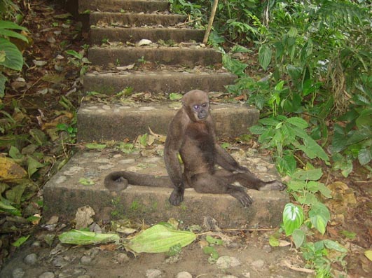 monkey