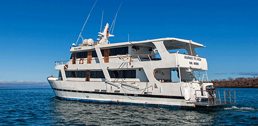 GalaExplorer Stern