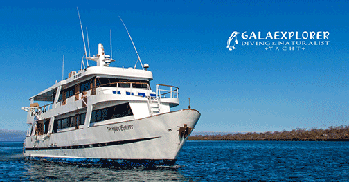 GalaExplorer bow