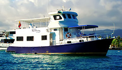 King of the Seas Profile 